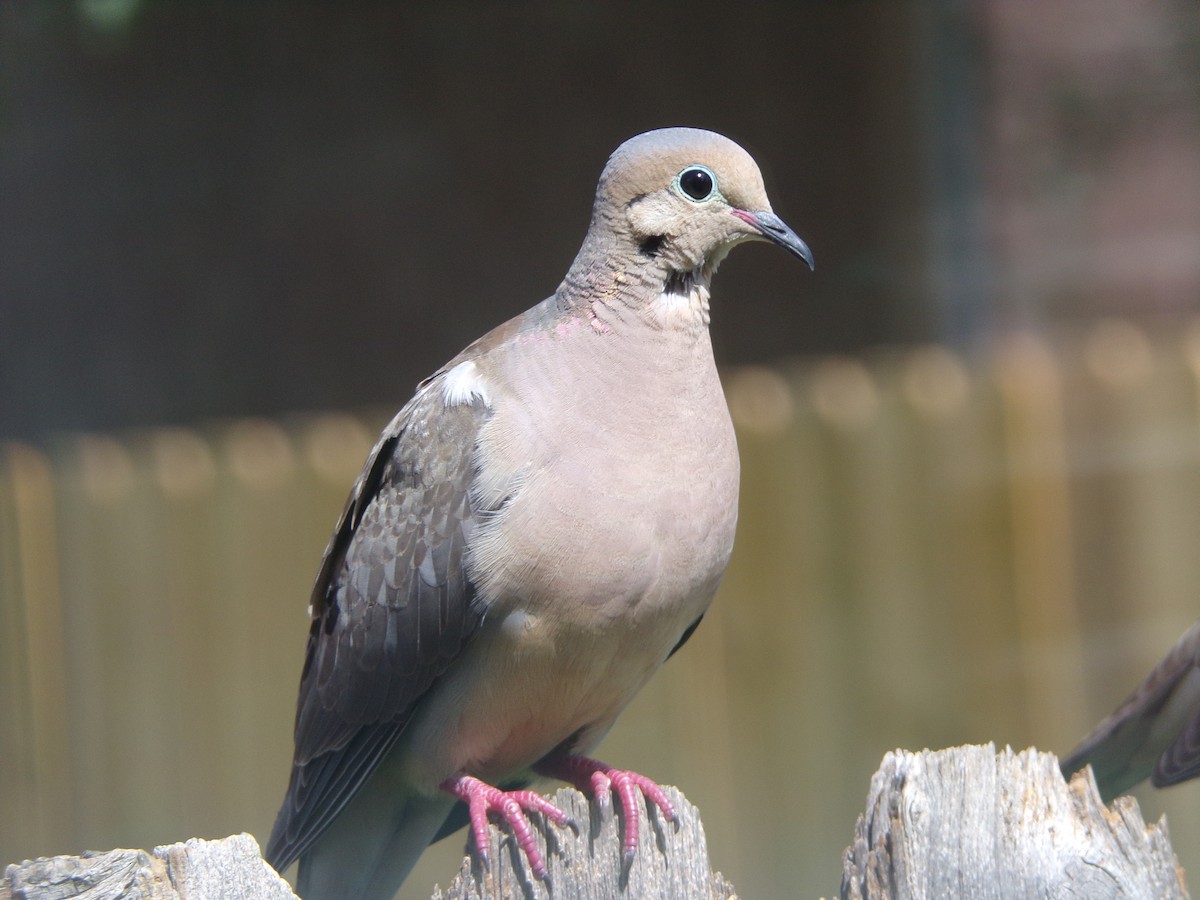 Mourning Dove - ML620863537