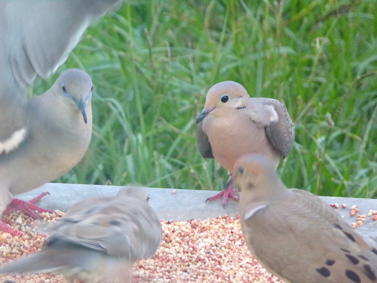 Mourning Dove - ML620863548