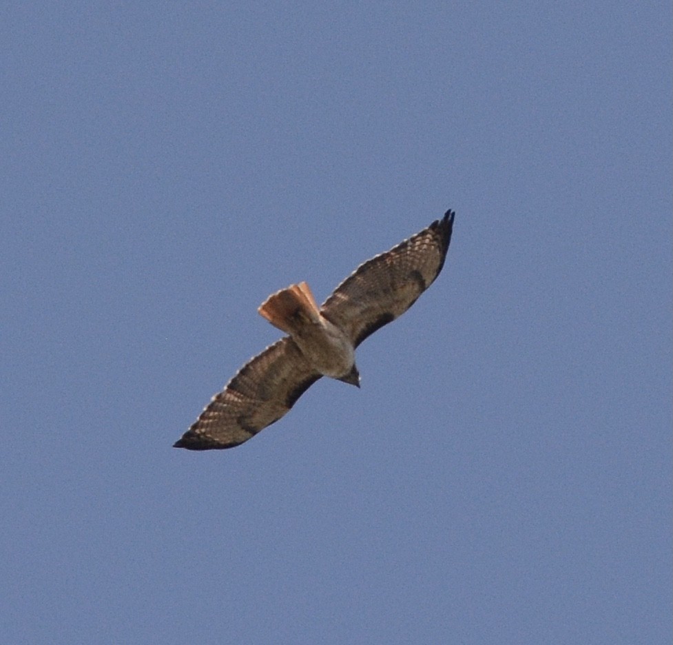 Red-tailed Hawk - ML620863555