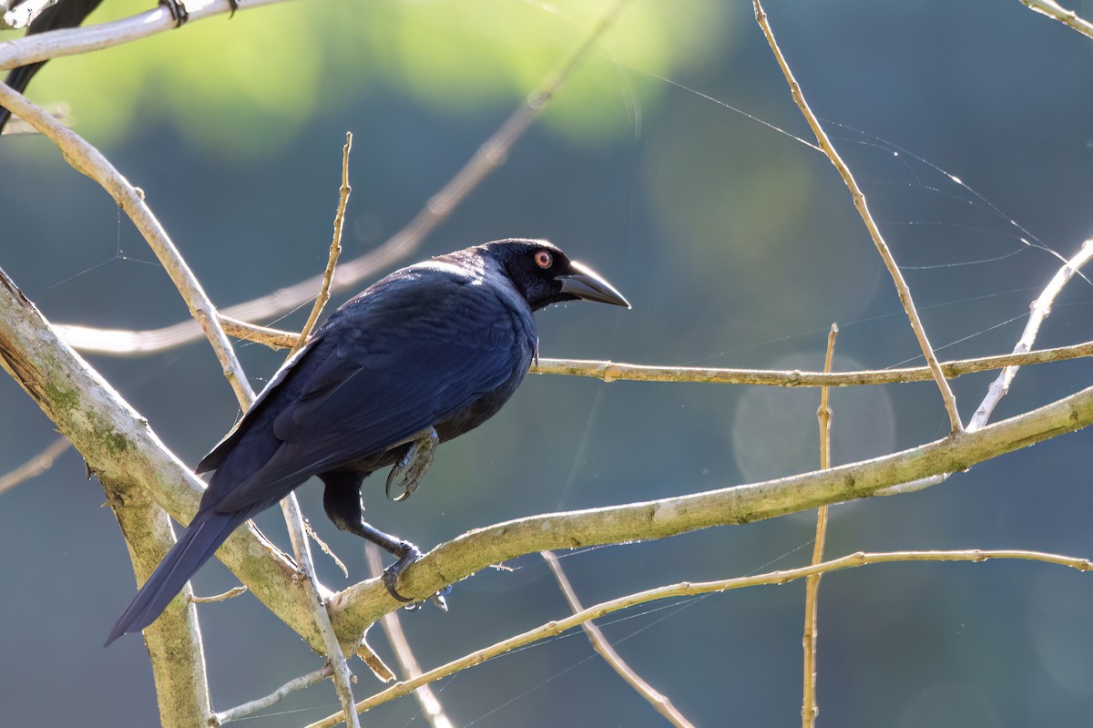 Giant Cowbird - ML620863559