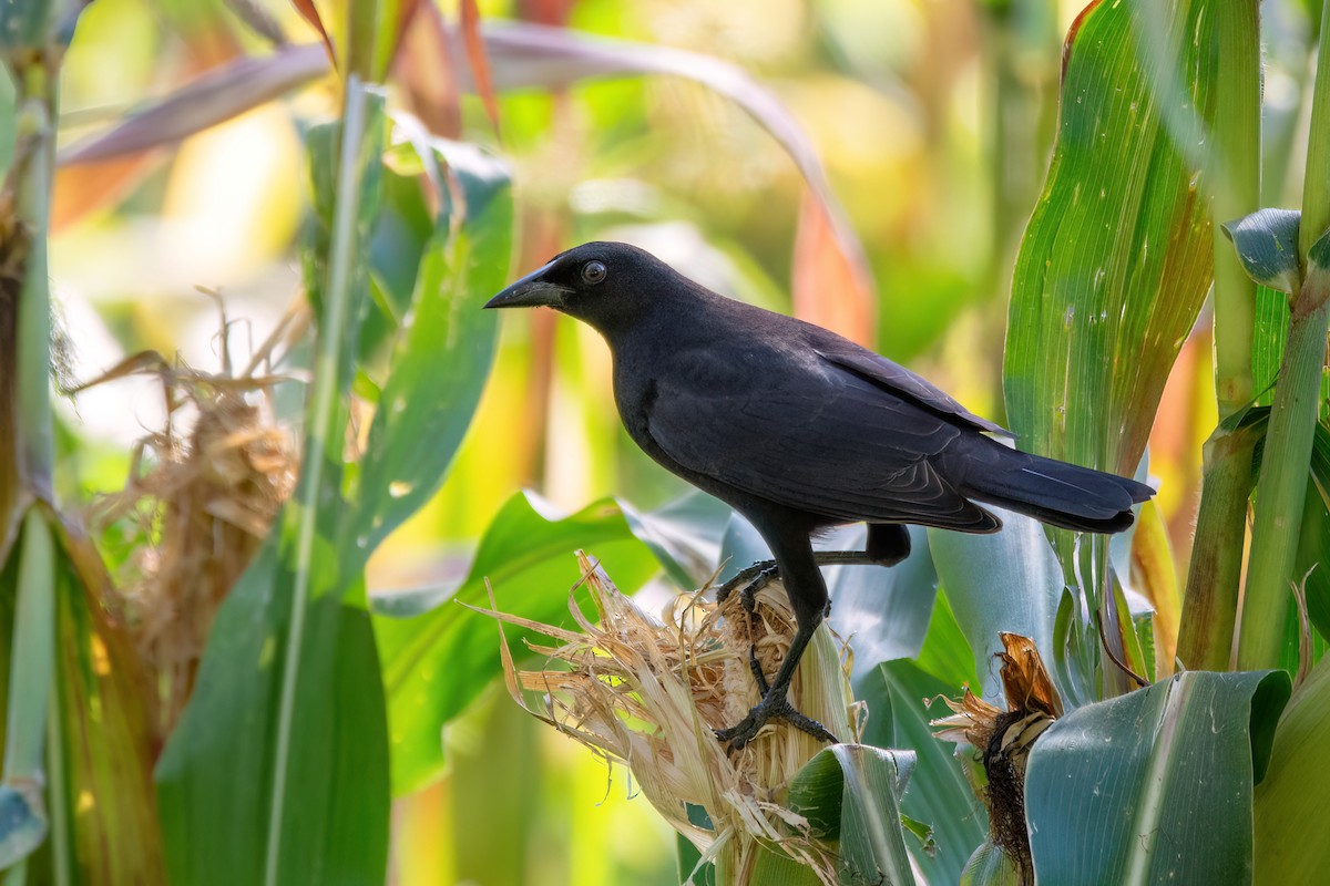 Giant Cowbird - ML620863560