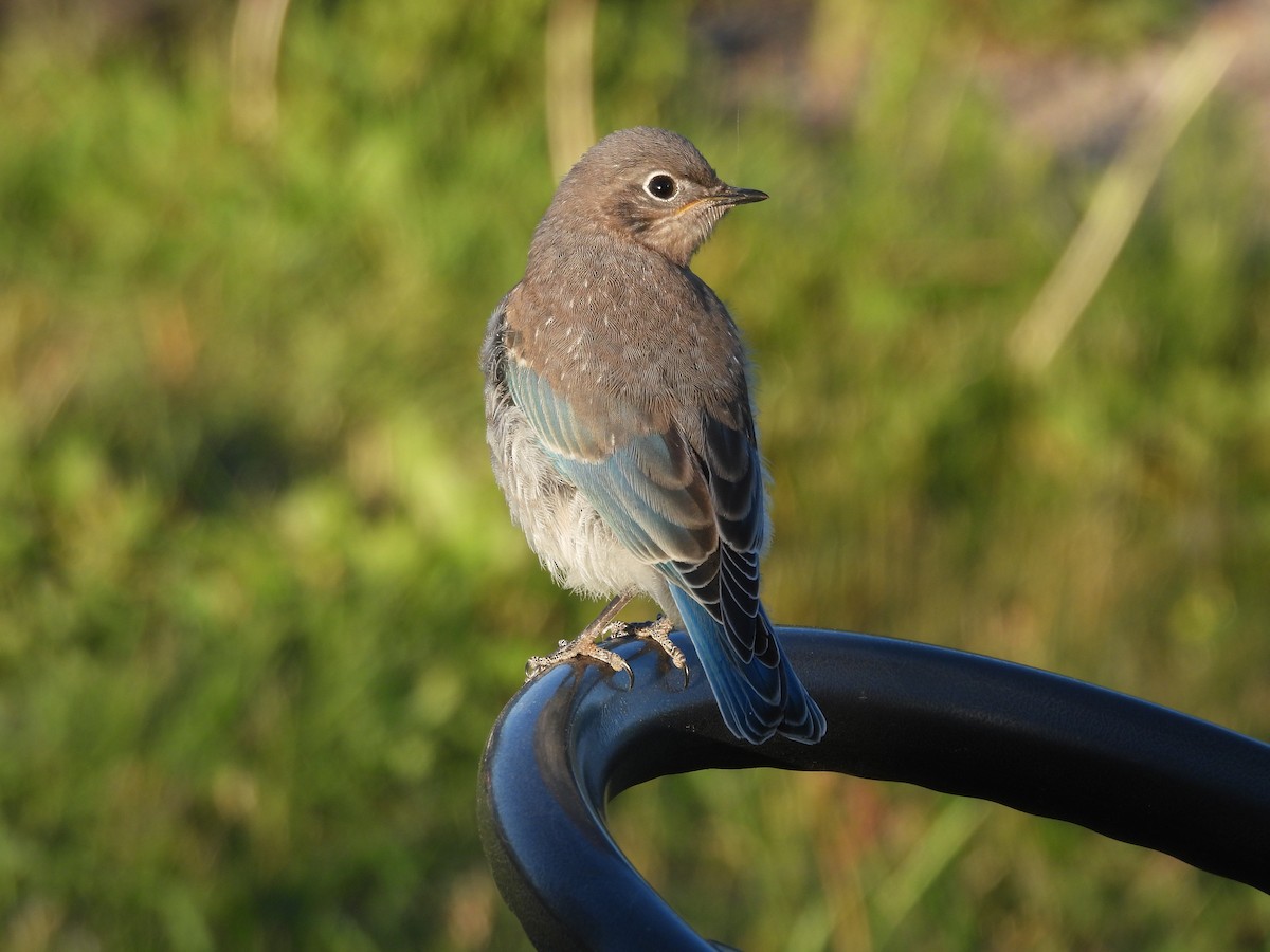 Mountain Bluebird - ML620863570