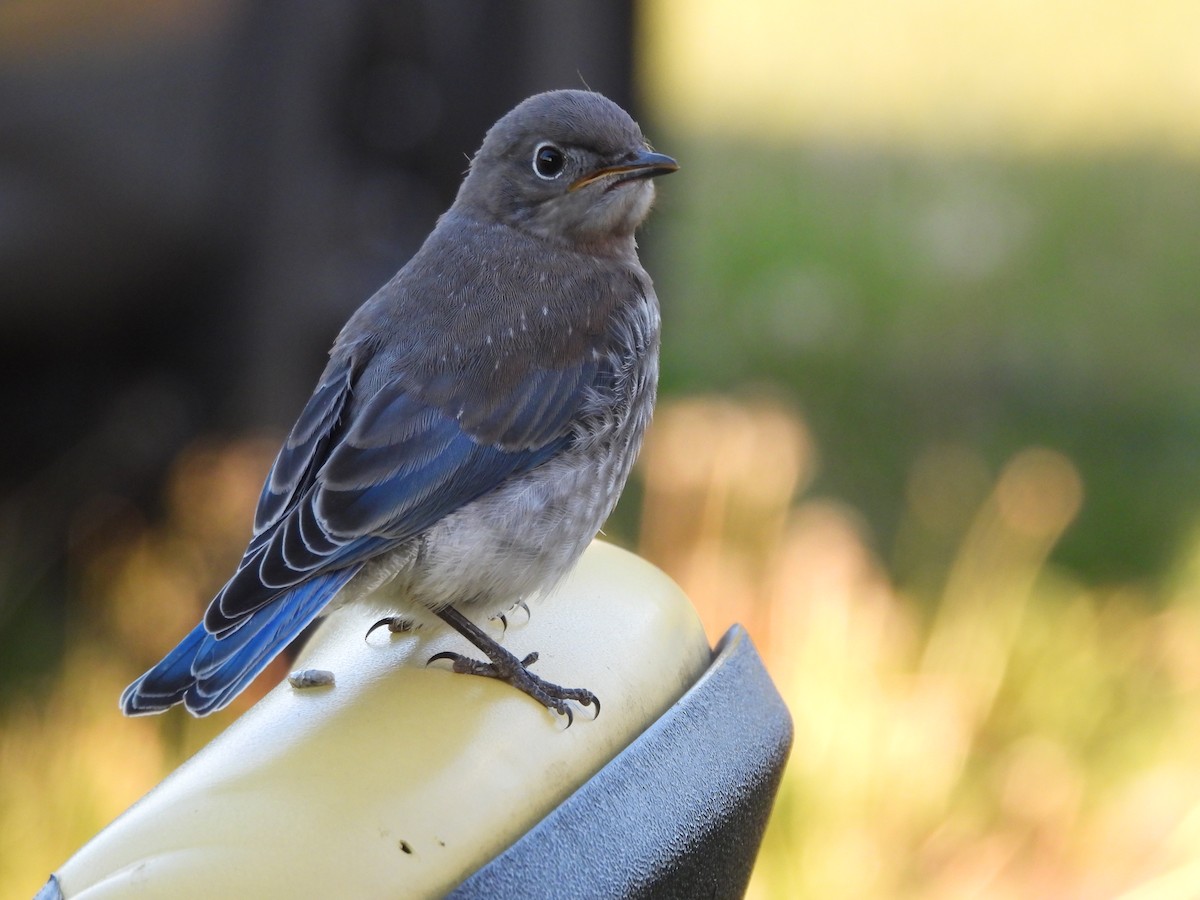 Mountain Bluebird - Suzy Wright