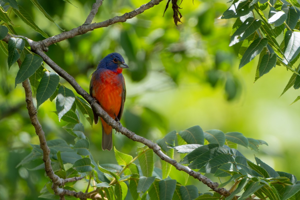 Painted Bunting - Andrew Lin
