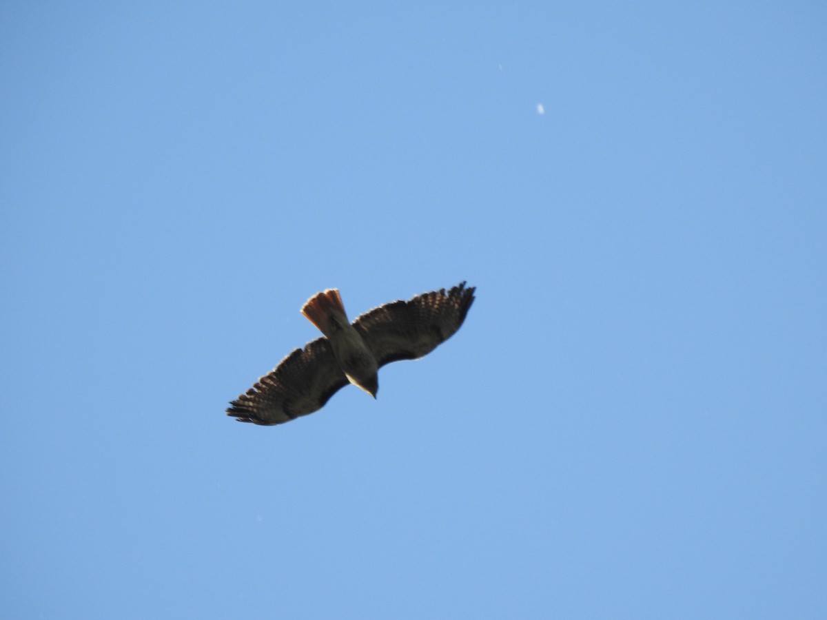 Red-tailed Hawk - ML620863606