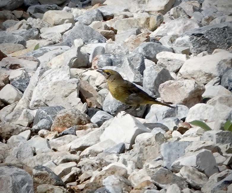 Hepatic Tanager (Northern) - ML620863624