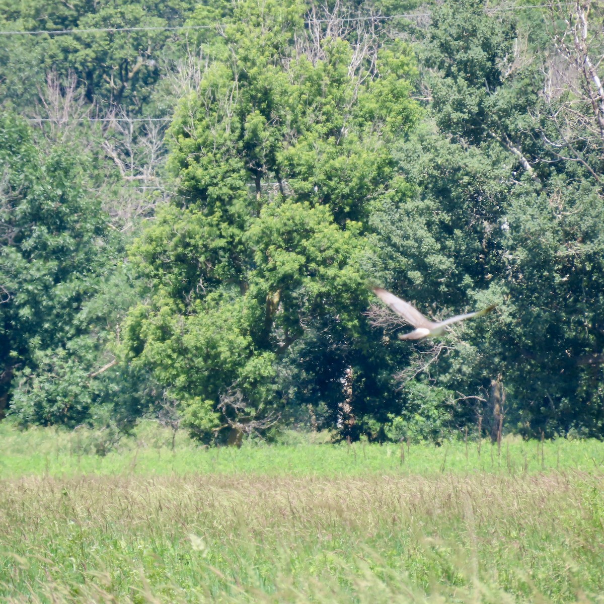 Northern Harrier - ML620863630