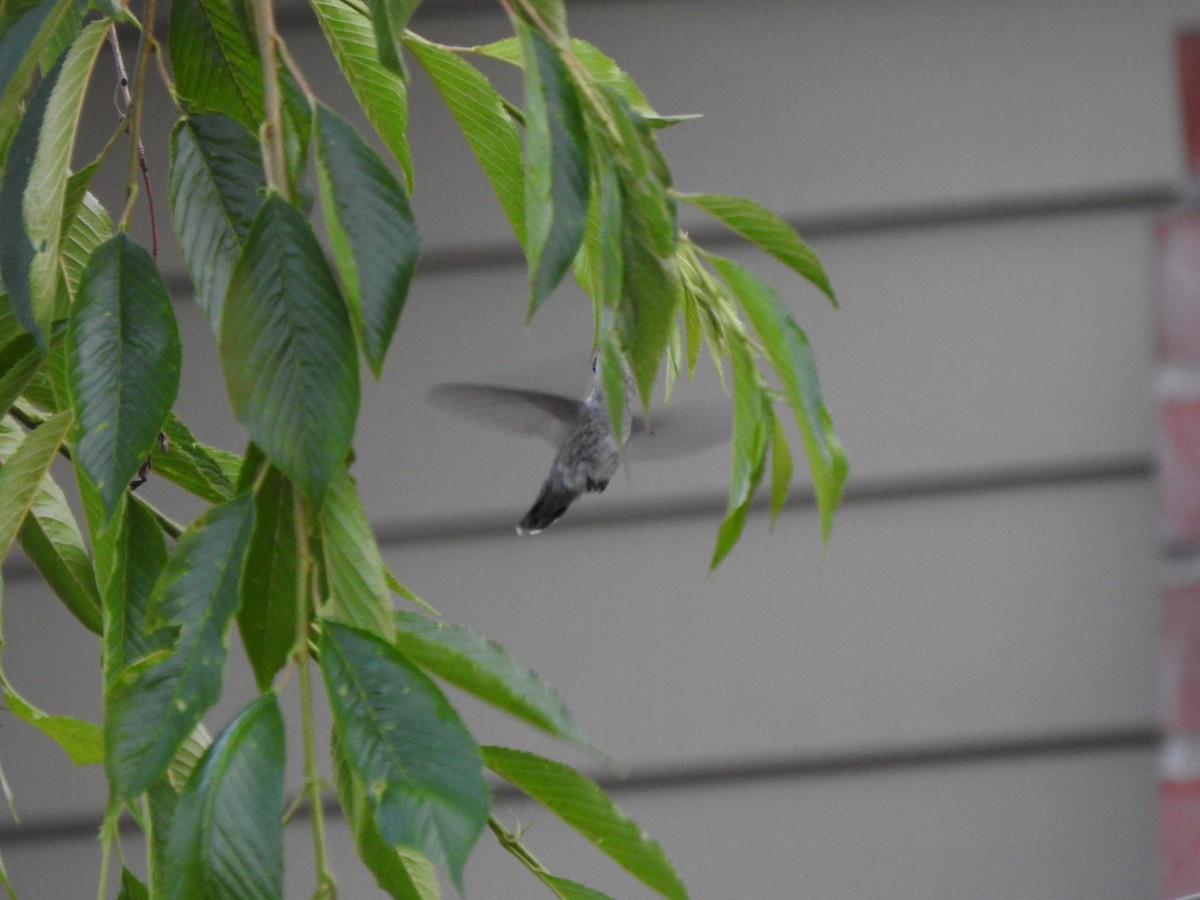 Anna's Hummingbird - ML620863644