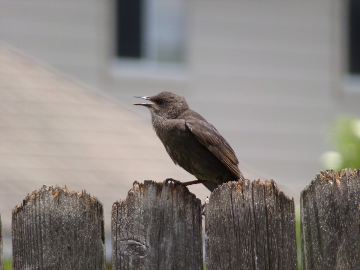 European Starling - Texas Bird Family