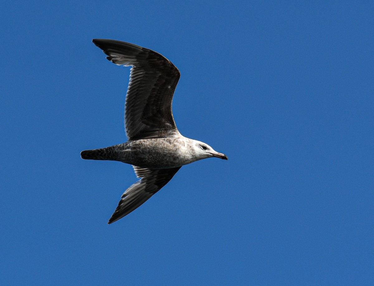 Herring Gull - John Lynch