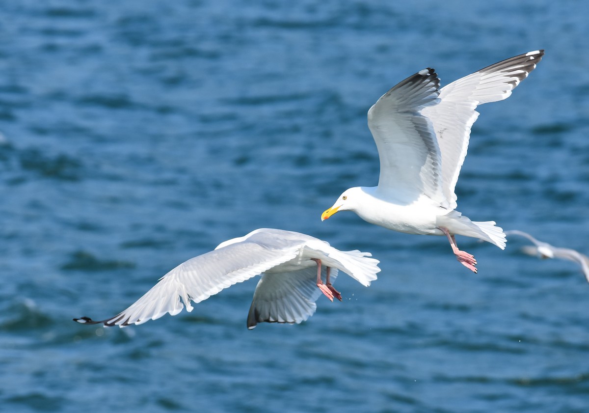 Herring Gull - ML620863657