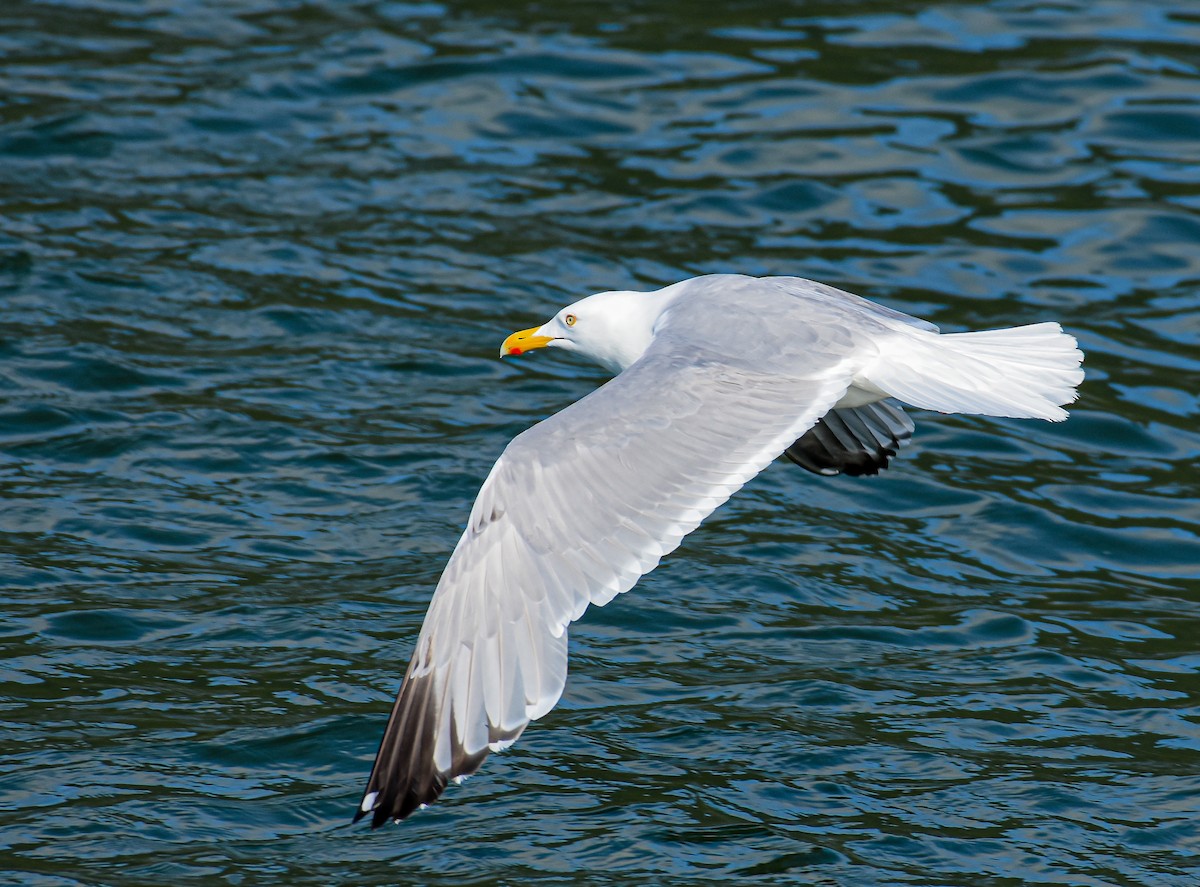 Herring Gull - ML620863658