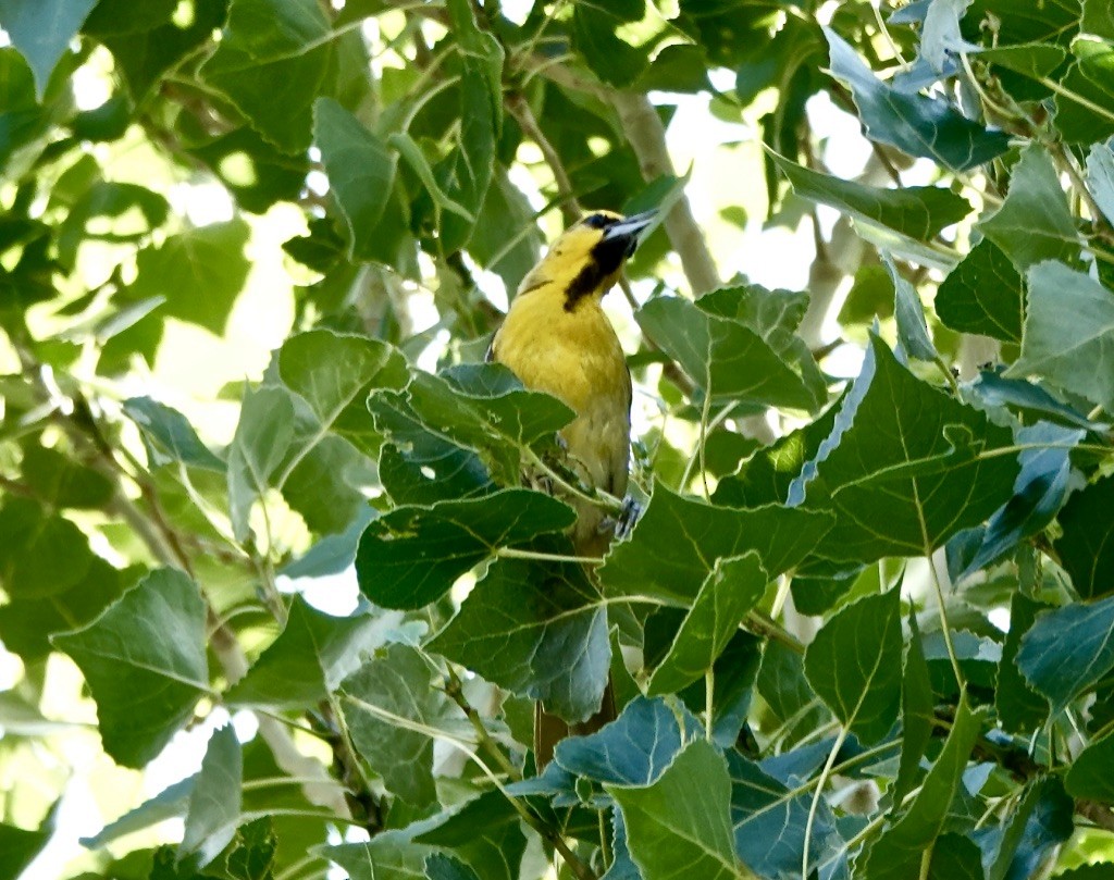 Bullock's Oriole - ML620863662