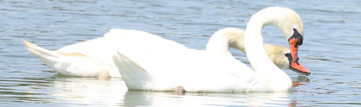 Mute Swan - Connie yarbrough