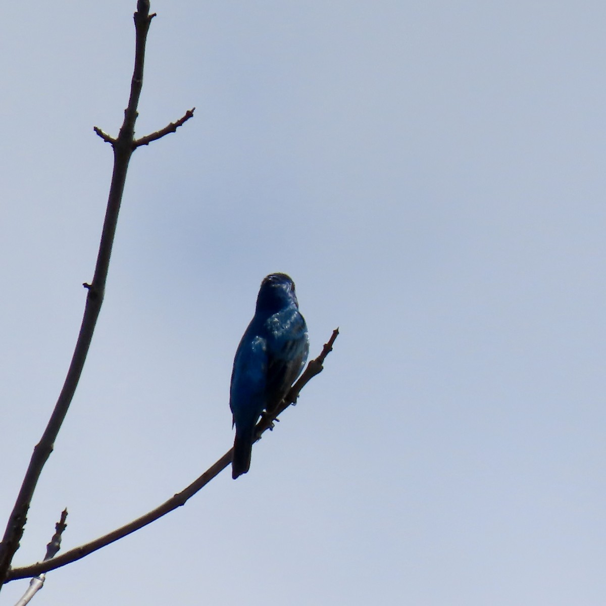 Indigo Bunting - ML620863678