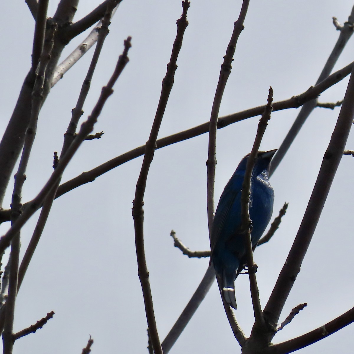 Indigo Bunting - ML620863681