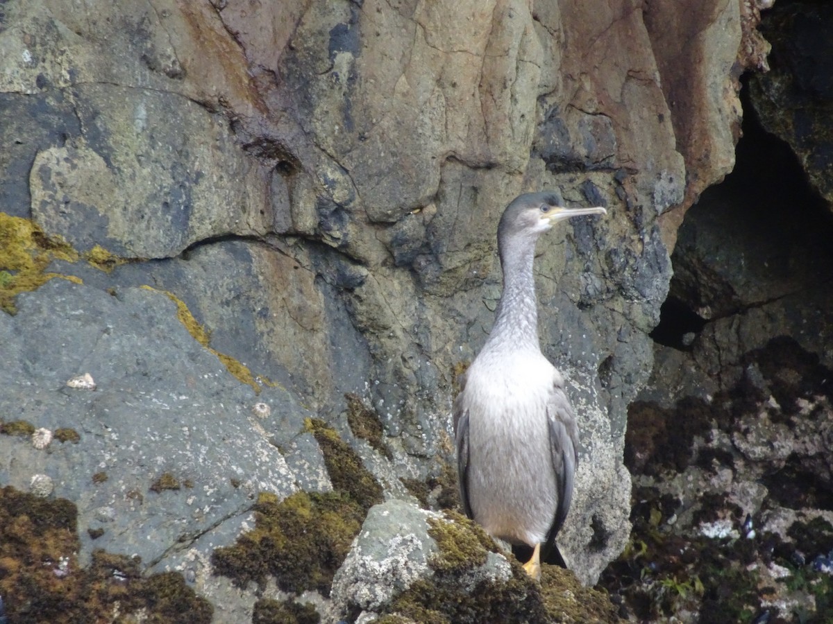 Spotted Shag - ML620863699