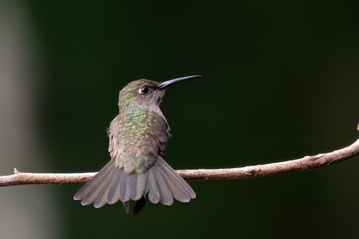 Sombre Hummingbird - ML620863707