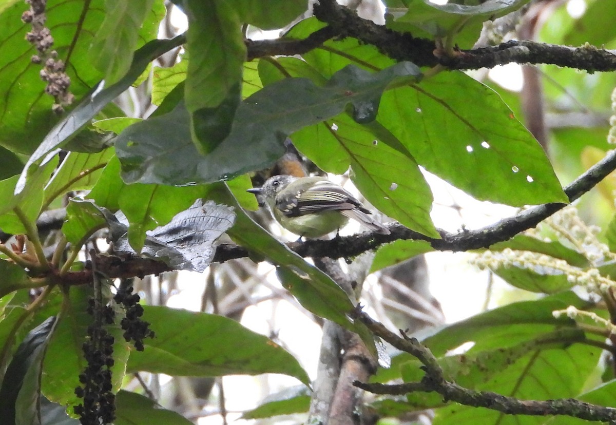 Slaty-capped Flycatcher - ML620863708