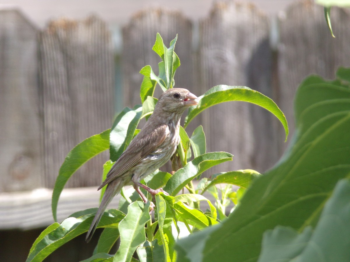 House Finch - ML620863717