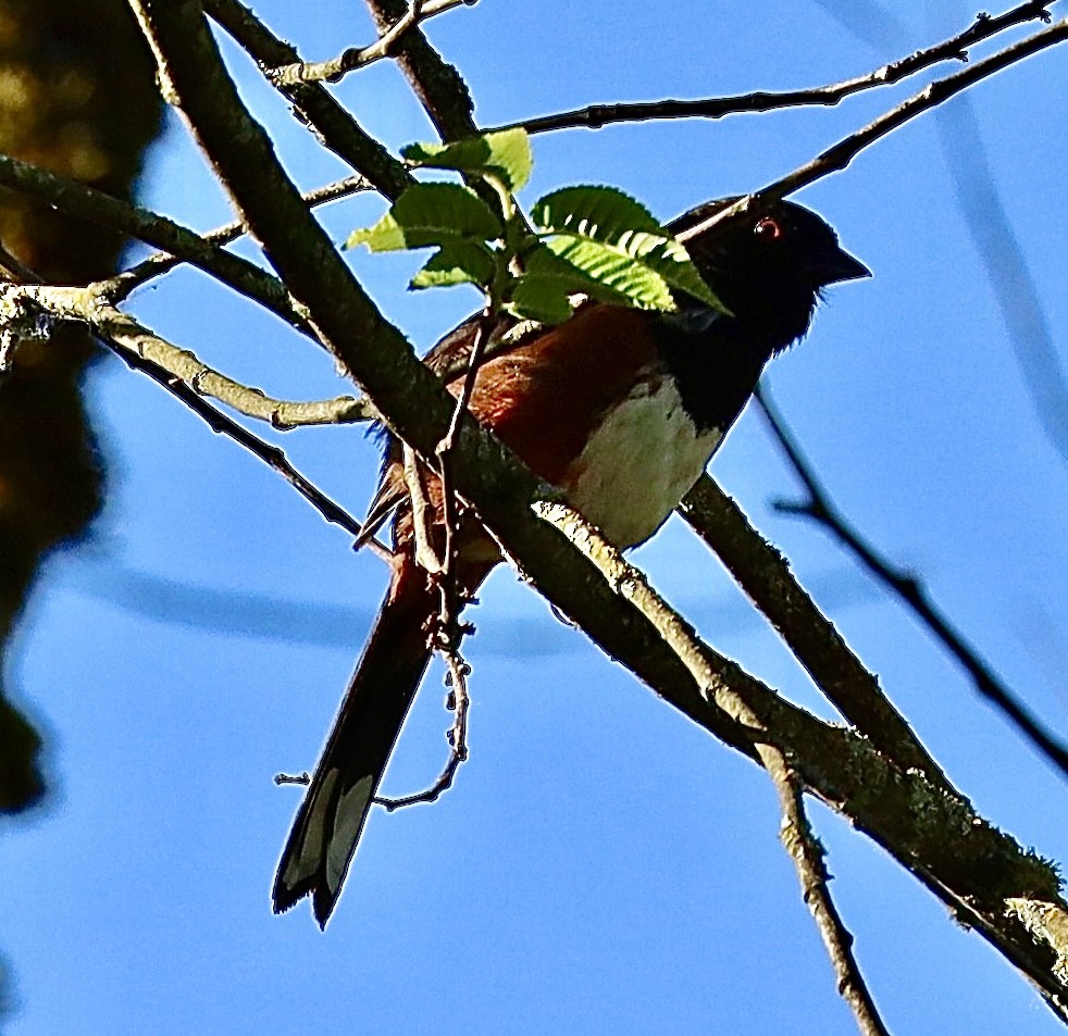 Spotted Towhee - ML620863724