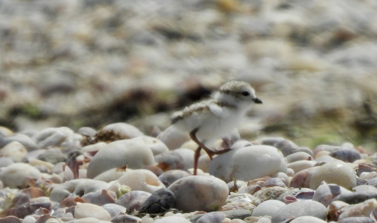 Piping Plover - ML620863728