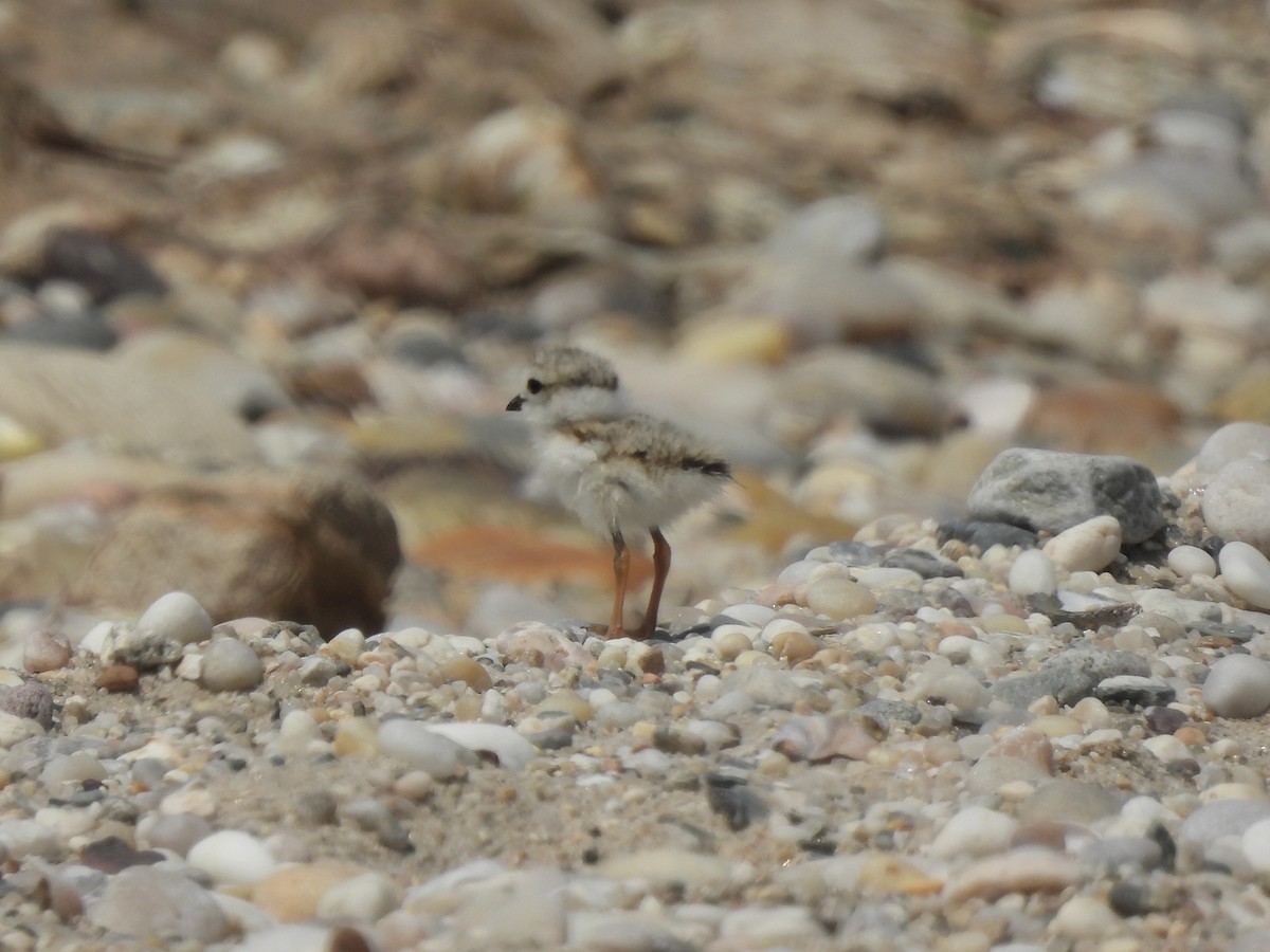 Piping Plover - ML620863729