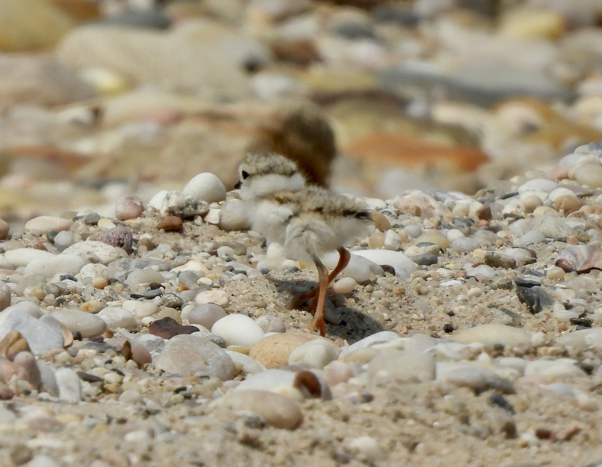 Piping Plover - ML620863730