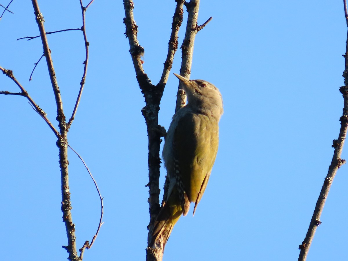 Gray-headed Woodpecker - ML620863733