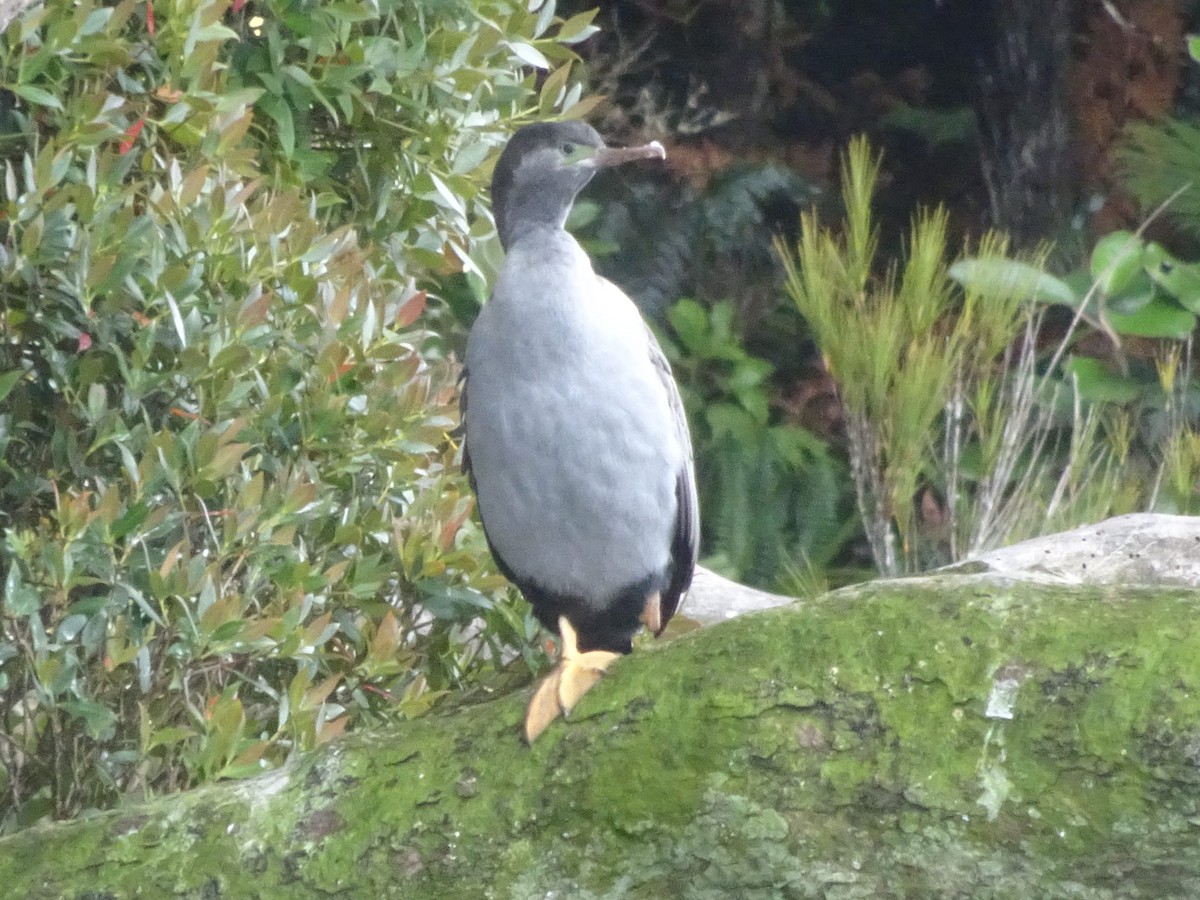 Spotted Shag - ML620863761