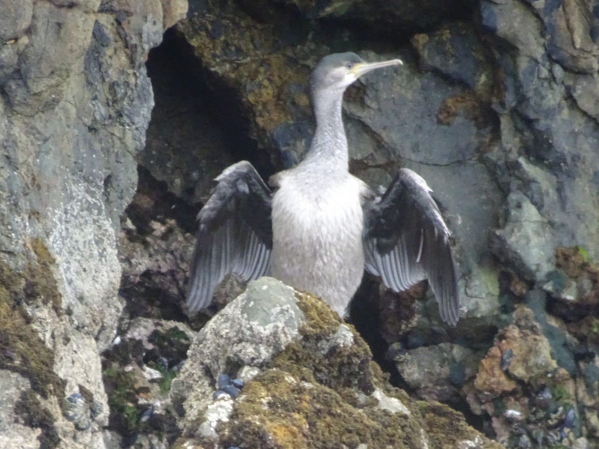 Cormorán Moteado - ML620863762