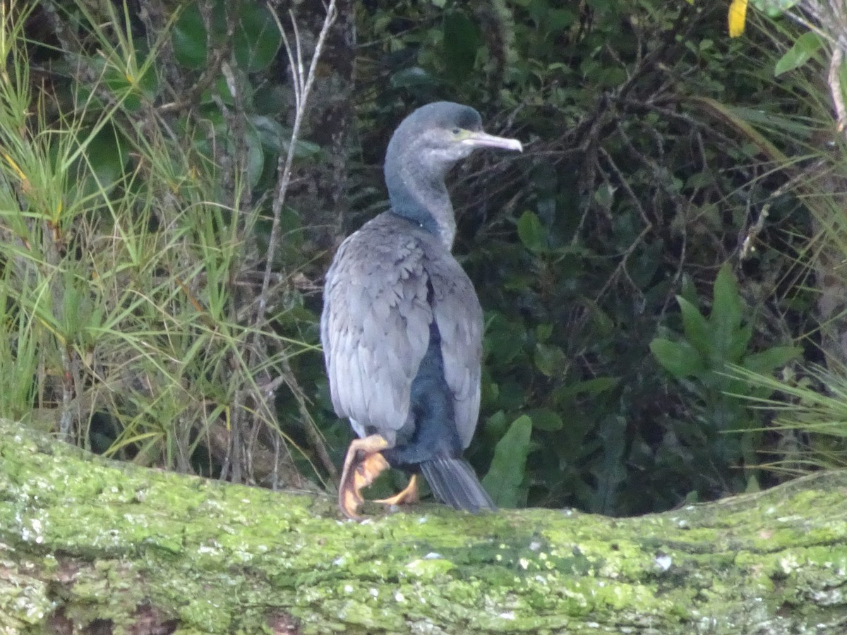 Spotted Shag - ML620863763