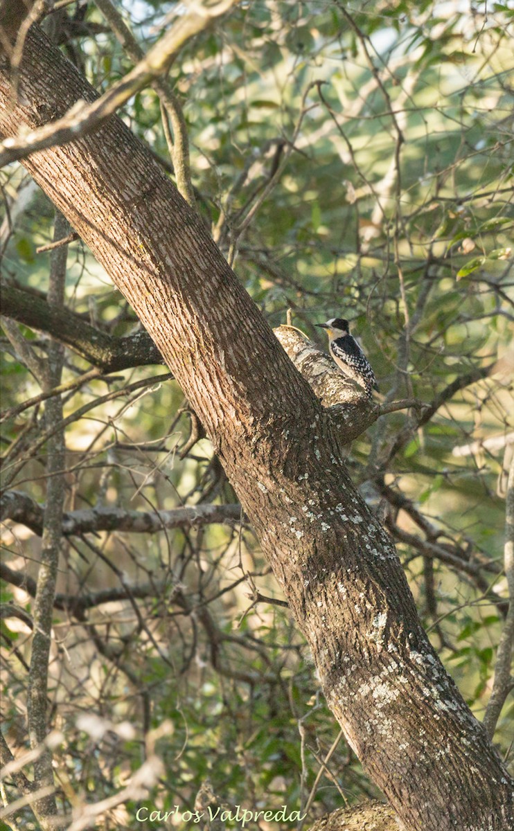 White-fronted Woodpecker - ML620863764