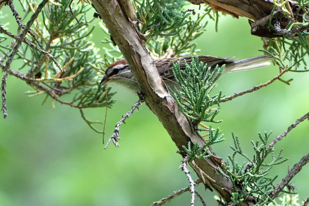 Chipping Sparrow - ML620863771