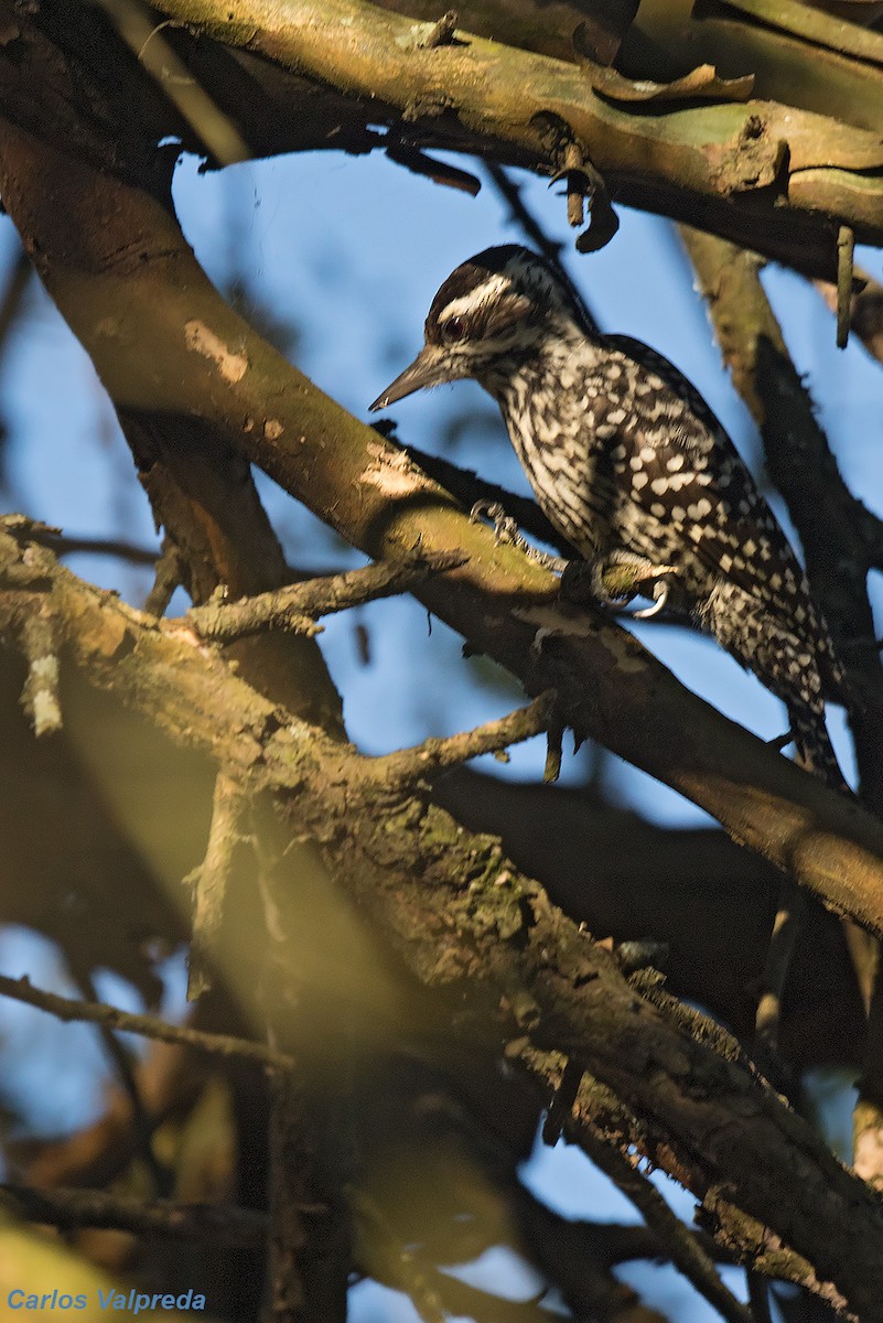 Checkered Woodpecker - ML620863785