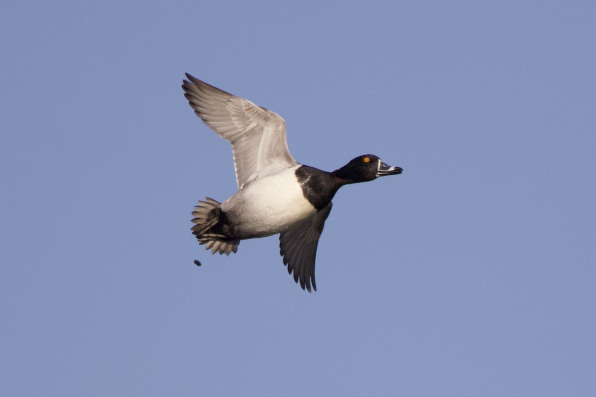 Ring-necked Duck - ML620863792