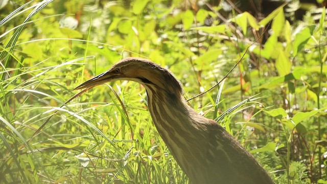 American Bittern - ML620863807