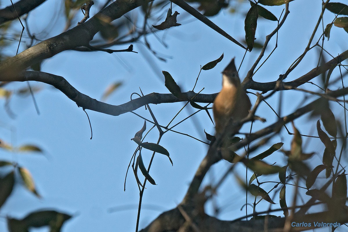 Crested Hornero - ML620863808