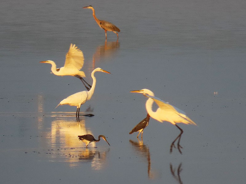 Great Egret - ML620863813