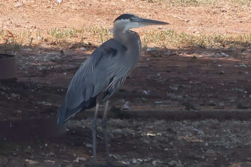 Great Blue Heron - ML620863819