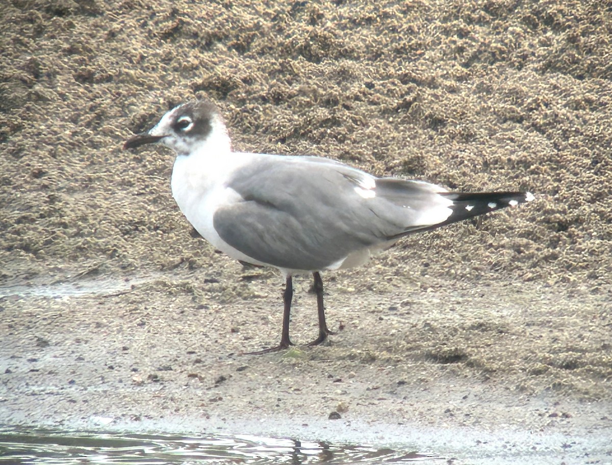 Franklin's Gull - ML620863828