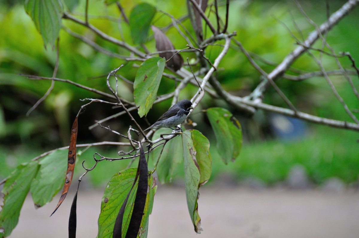 Double-collared Seedeater - ML620863848