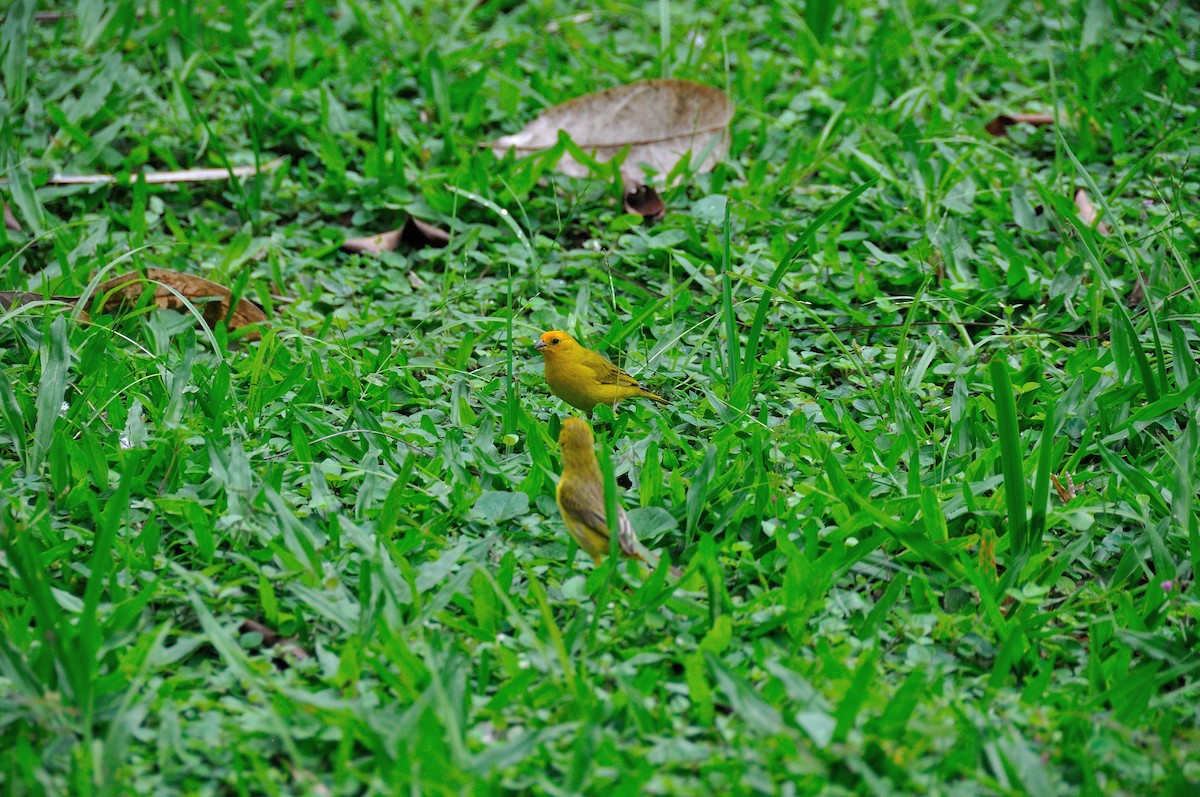 Saffron Finch - ML620863855