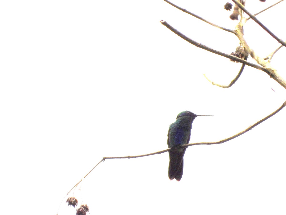 kolibřík modrolící - ML620863860