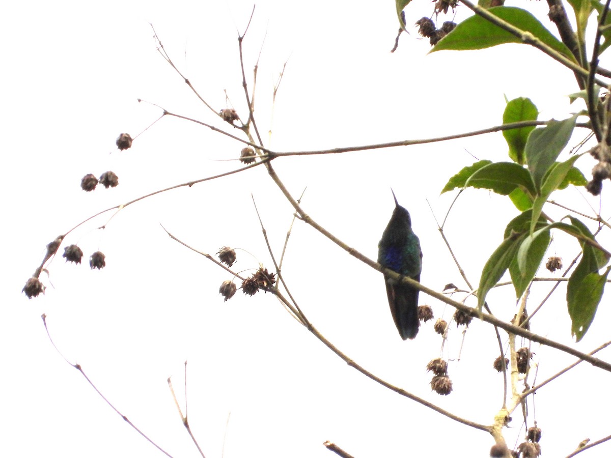 kolibřík modrolící - ML620863861