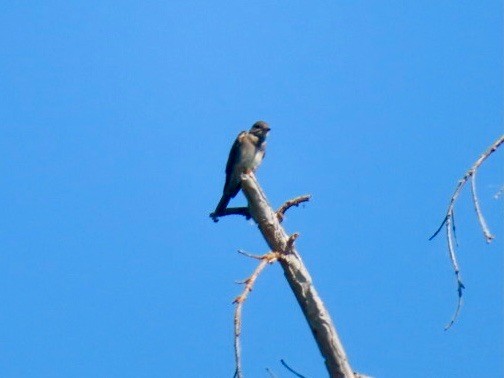 Western Wood-Pewee - ML620863863