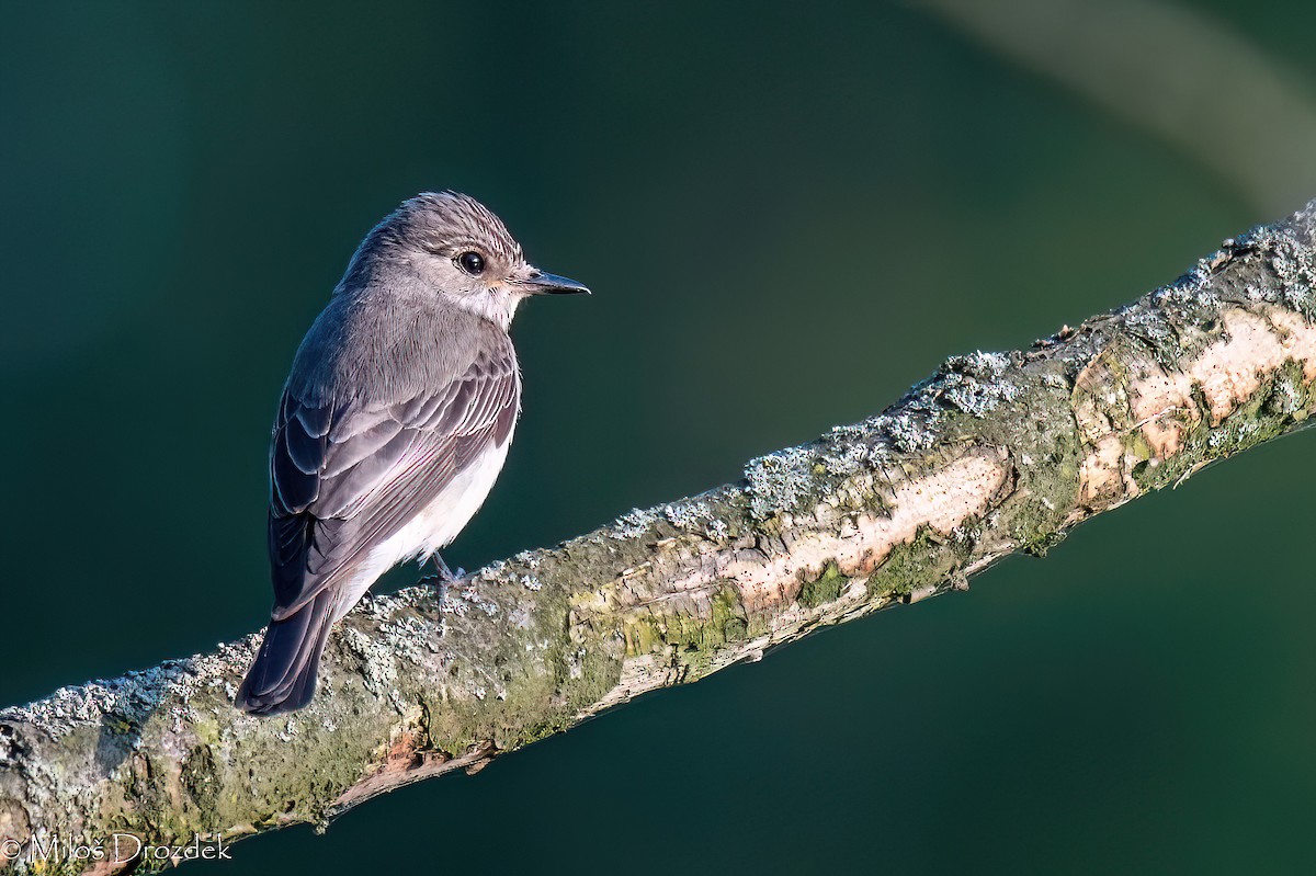 Spotted Flycatcher - ML620863868