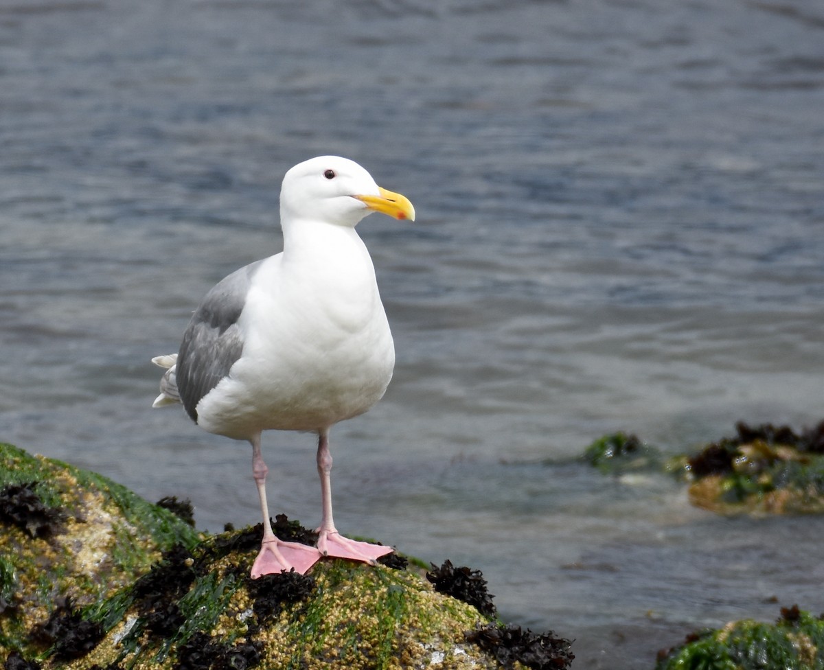 Glaucous-winged Gull - ML620863873