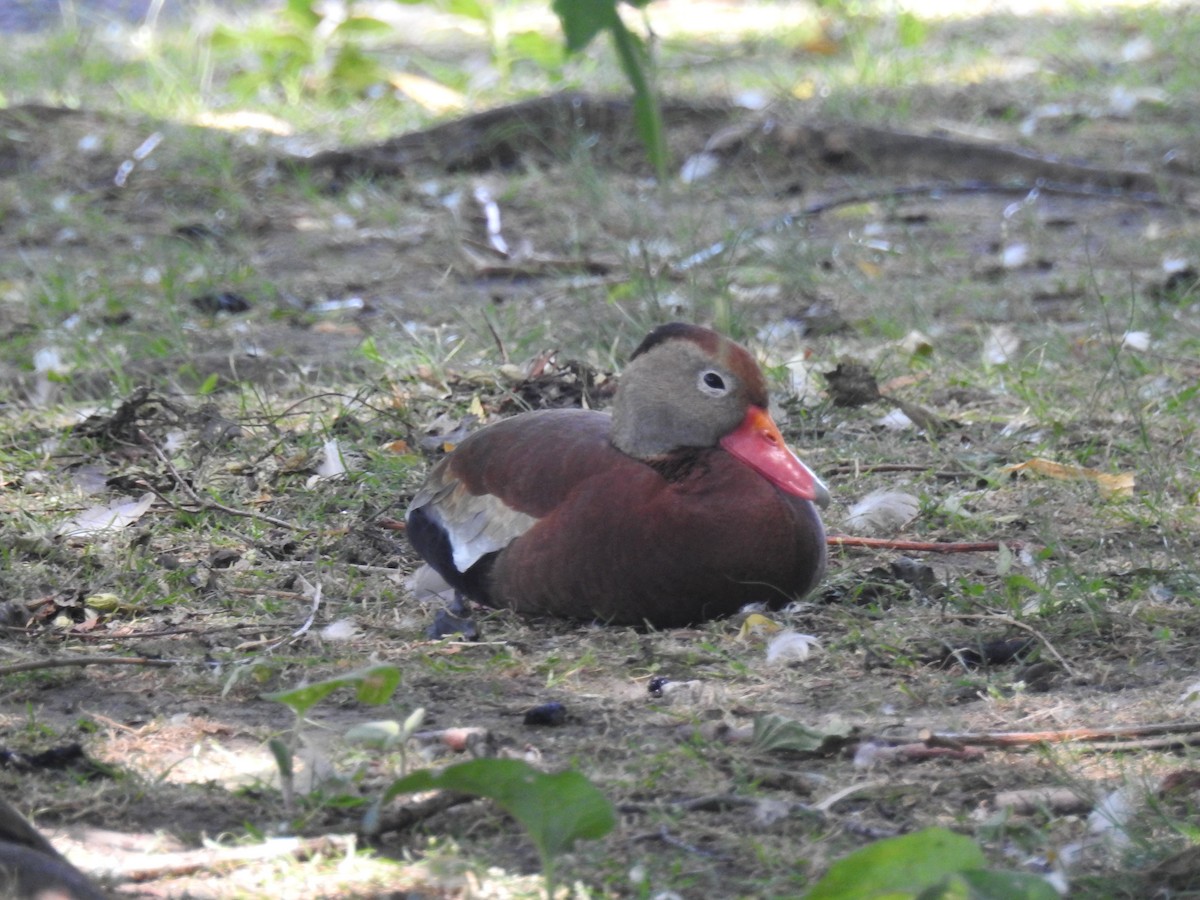 Black-bellied Whistling-Duck - ML620863878