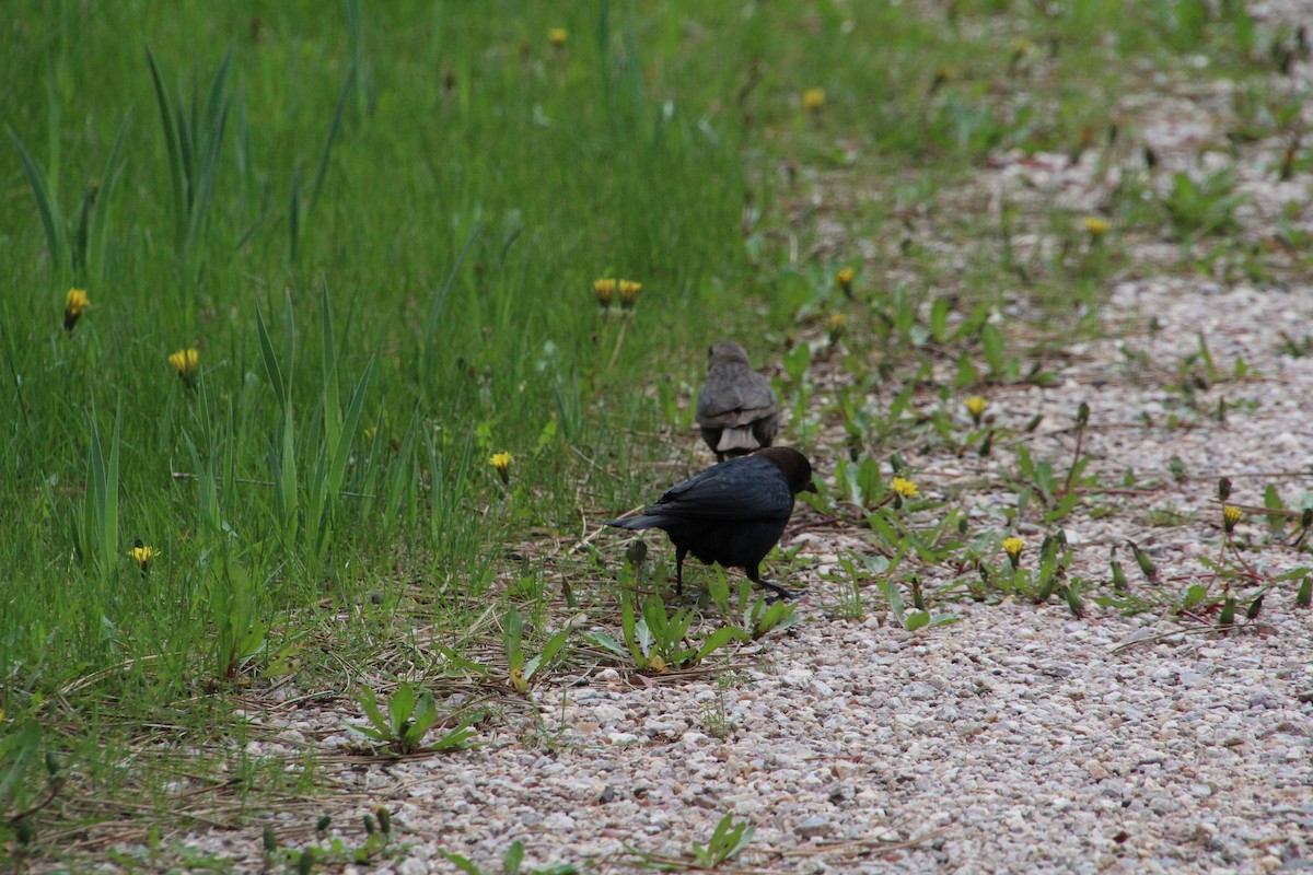 Brown-headed Cowbird - ML620863912